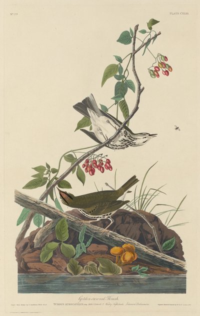 Tordo-de-coroa-dourada, 1832. de Robert Havell