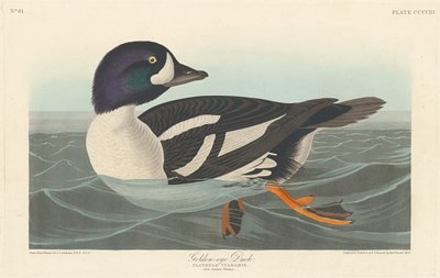 Pato Olho Dourado, 1838. de Robert Havell