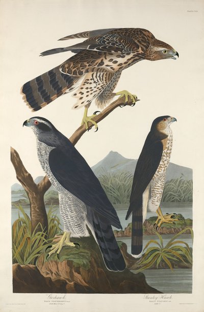 Açor e Stanley Hawk, 1832. de Robert Havell