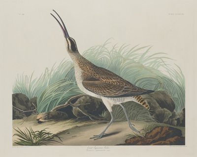 Grandes esquimós maçarico, 1835. de Robert Havell