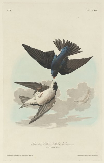 Andorinha de barriga verde-azulada ou branca, 1830. de Robert Havell