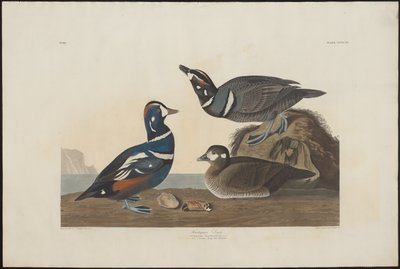 Pato Arlequim de Robert Havell
