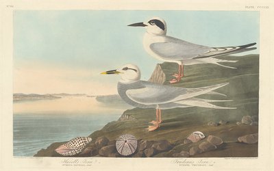 Tern de Havell e Tern de Trudeau, 1838. de Robert Havell