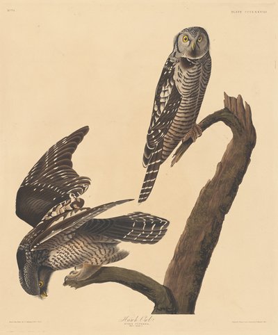 Coruja Falcão, 1837. de Robert Havell