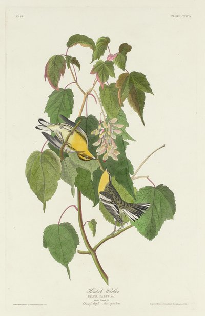 Toutinegra de cicuta, 1832. de Robert Havell