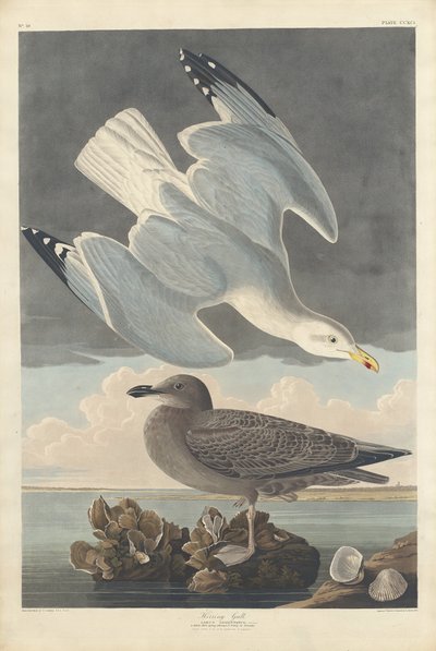 Gaivota de arenque, 1836. de Robert Havell