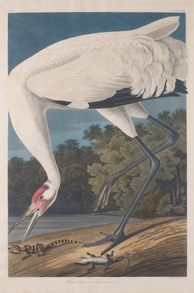 Guindaste com arco, 1834. de Robert Havell