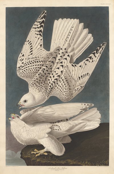 Islândia ou Jer Falcon, 1837. de Robert Havell