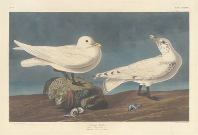 Gaivota de Marfim, 1836. de Robert Havell