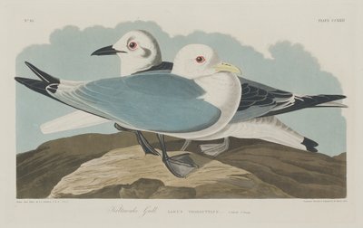 Gaivota Kittiwake, 1834. de Robert Havell