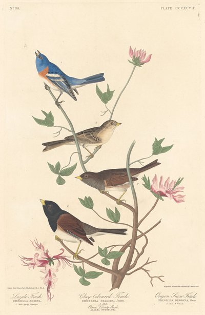 Lazuli Finch, Clay-colored Finch e Oregon Snow Finch, 1837. de Robert Havell
