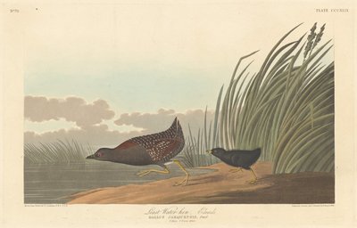 Least Water-hen, 1836. de Robert Havell