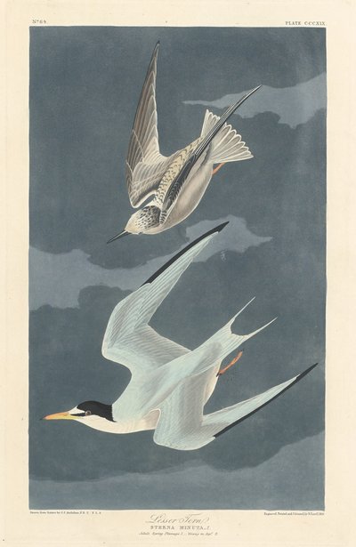 Garajau Menor, 1836. de Robert Havell