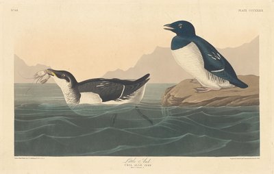 Pequeno Auk, 1836. de Robert Havell