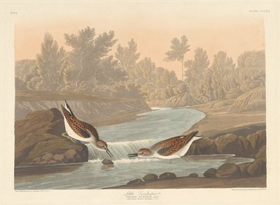 Pequeno maçarico, 1836. de Robert Havell