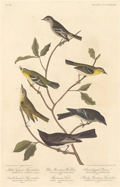 Pequeno Tyrant Flycatcher, Flycatcher de cabeça pequena, Blue Mountain Warbler..., 1838. de Robert Havell