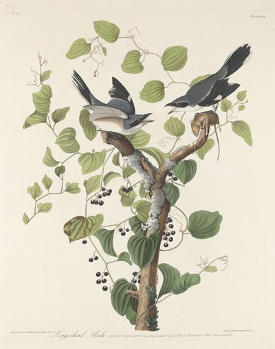 Loggerhead Shrike, 1829. de Robert Havell