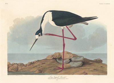 Alfaiate de pernas compridas, 1836. de Robert Havell