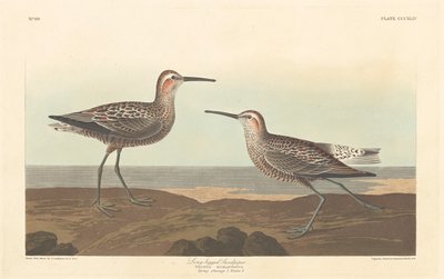 Maçarico de pernas compridas, 1836. de Robert Havell