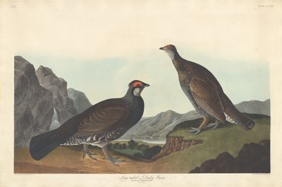 Long-tailed ou Dusky Grous, 1837. de Robert Havell