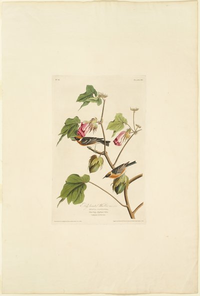 Toutinegra-de-peito-de-baia-macho de Robert Havell
