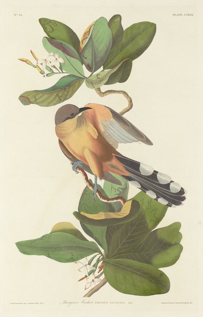 paisagem de Robert Havell
