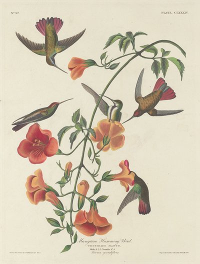 Beija-flor do Mangue, 1834. de Robert Havell