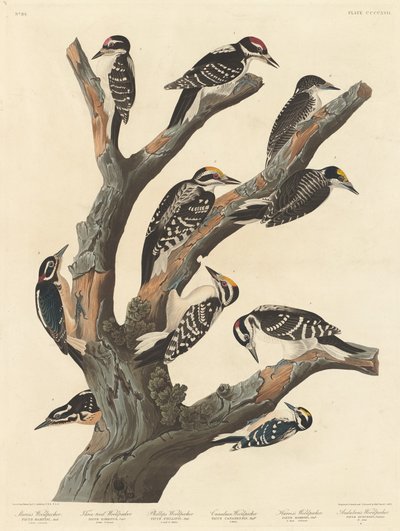 Pica-pau de Maria, 1838. de Robert Havell