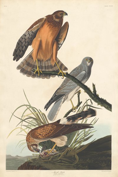 Marsh Hawk, 1837. de Robert Havell