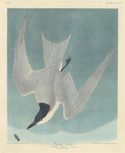 Marsh Tern, 1838. de Robert Havell