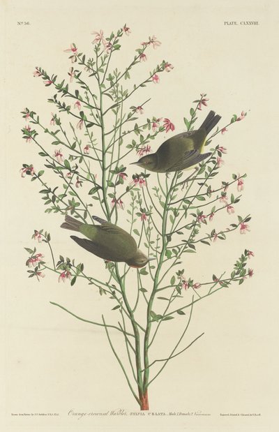 Toutinegra-de-coroa-laranja, 1833. de Robert Havell