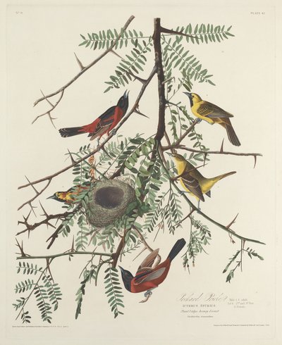 Pomar Oriole, 1828. de Robert Havell
