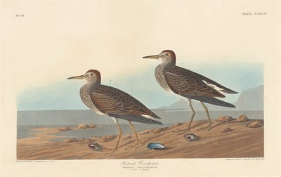 Maçarico peitoral, 1836. de Robert Havell