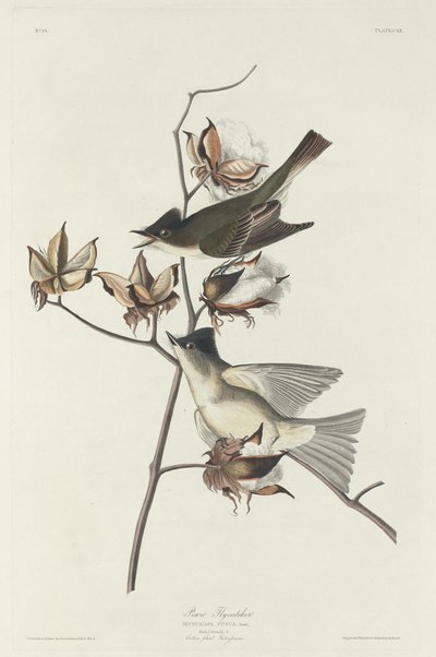 Pewit Flycatcher, 1831. de Robert Havell