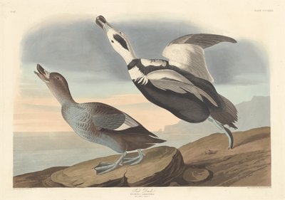 Pato malhado, 1836. de Robert Havell