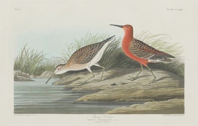 Pigmeu maçarico, 1835. de Robert Havell