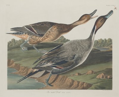 Pato de rabo de alfinete, 1834. de Robert Havell