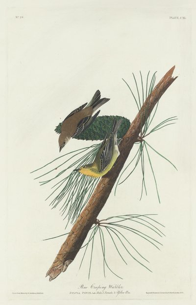 Toutinegra rastejante de pinheiro, 1832. de Robert Havell
