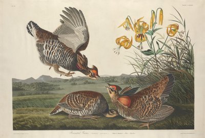Pintado Grous, 1834. de Robert Havell