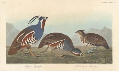 Perdiz Emplumada e Perdiz de Pernas Grossas, 1838. de Robert Havell