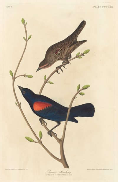 Pradaria Starling, 1838. de Robert Havell