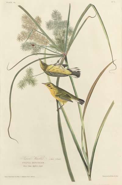 Toutinegra da Pradaria, 1827. de Robert Havell