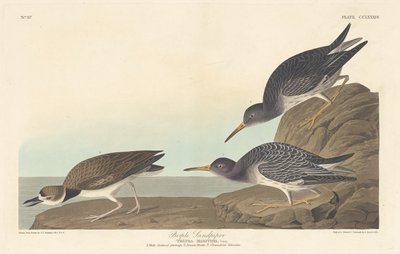Maçarico Roxo, 1835. de Robert Havell