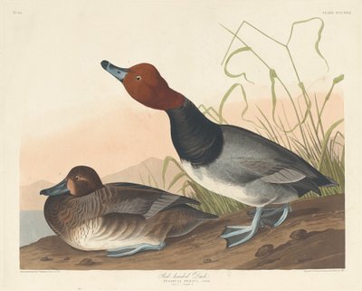 Pato ruivo, 1836. de Robert Havell