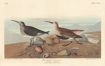 Maçarico-de-dorso-vermelho, 1836. de Robert Havell