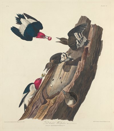 Pica-pau ruivo, 1828. de Robert Havell