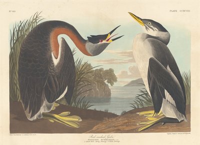 Grebe de pescoço vermelho, 1836. de Robert Havell