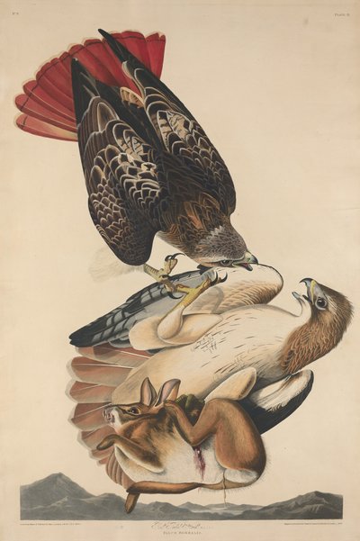 Falcão de cauda vermelha, 1829. de Robert Havell