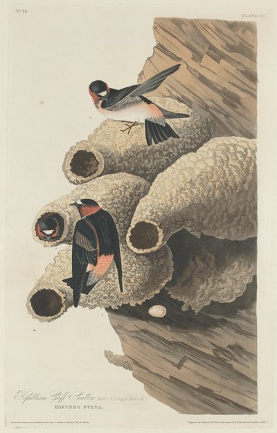 Andorinha do penhasco republicano, 1829. de Robert Havell