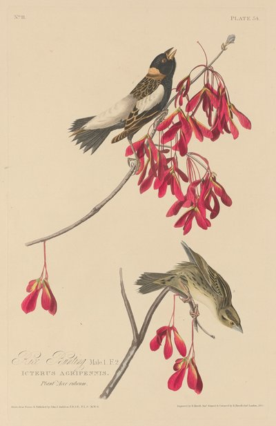 Arroz Bunting, 1829. de Robert Havell